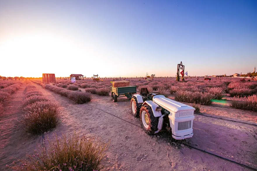 Moloz yığınları ile kaplı alan, lavanta bahçesine dönüştü 2