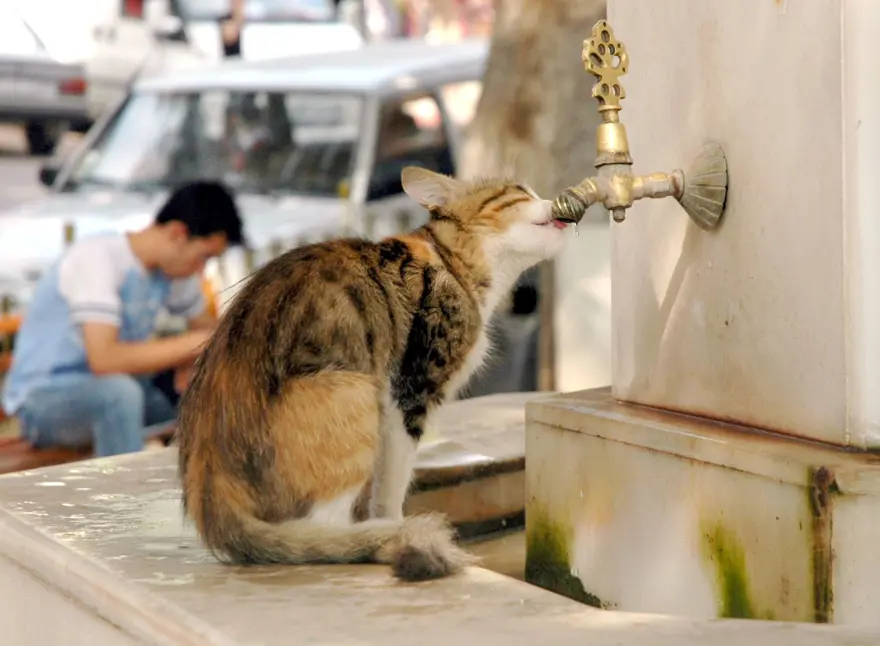 Dünyada kaç tane sokak hayvanı var? Ülkelere göre rakamlar 14