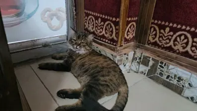 Mahallenin maskotu: Bıdık! 4 yıldır çay ocağını mesken tuttu