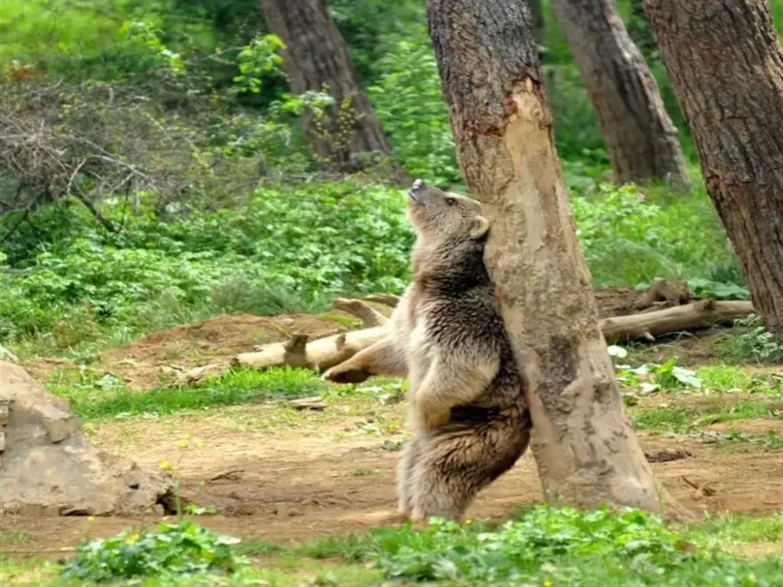 AYI NEREYE GİTTİ? 6