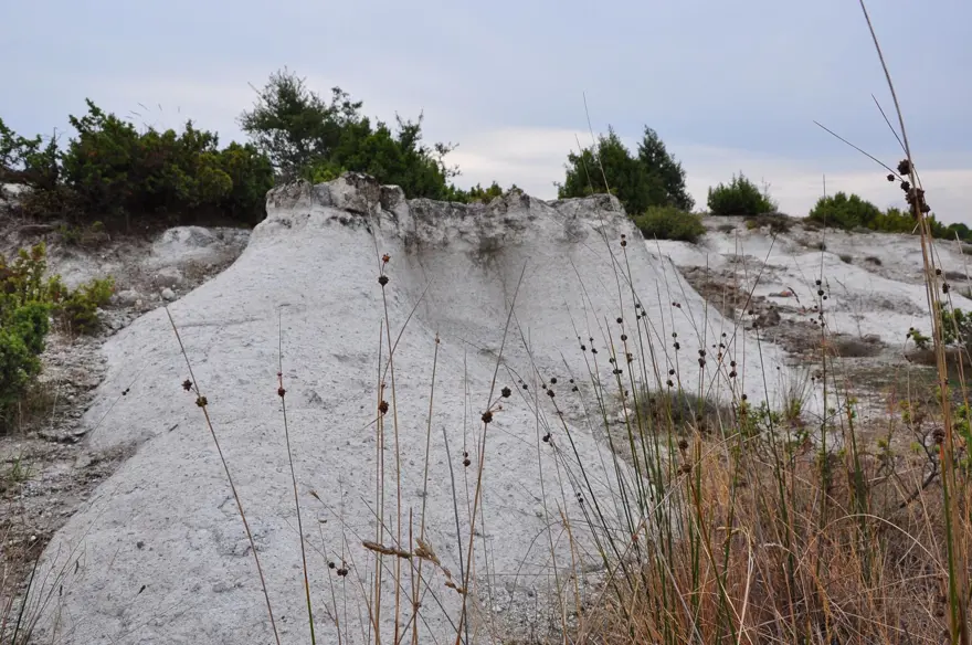 21 milyon yıllık fosil ağaç ormanı tehlikede 