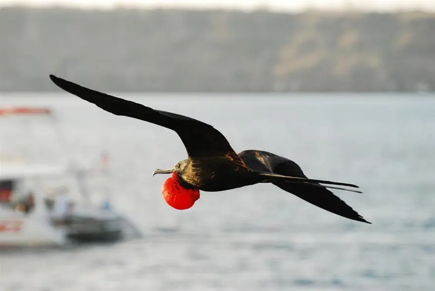 Darwin'in adasından kaçıyorlar 16