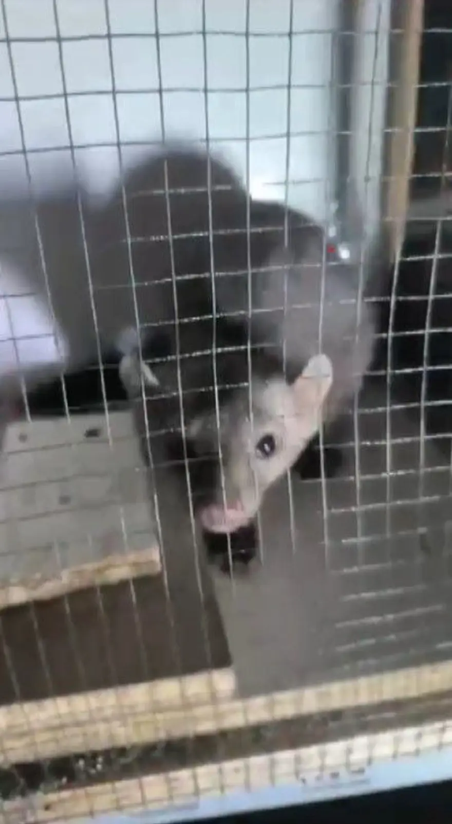 Kümese dadanan sansarla mücadele: 20 günde yakaladı, bir gün elinde tutamadı 2 Kümese dadanan sansarla mücadele: 20 günde yakaladı, bir gün elinde tutamadı 2