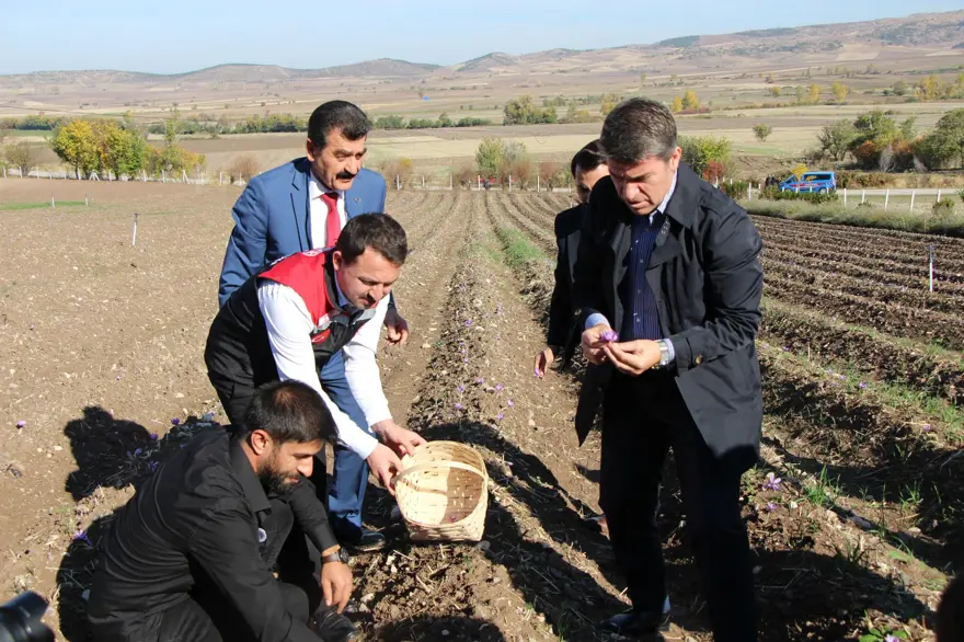 Dünyanın en pahalısı, ona "kırmızı altın" deniliyor: 1 gramı 500 TL 5 Dünyanın en pahalısı, ona "kırmızı altın" deniliyor: 1 gramı 500 TL 5