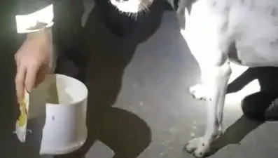 Bekçiler, boynuna plastik kelepçe ve kova takılan köpeği kurtardı