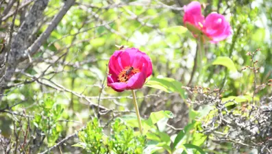 Ömrü 15 gün: Koparmanın cezası 557 bin lira