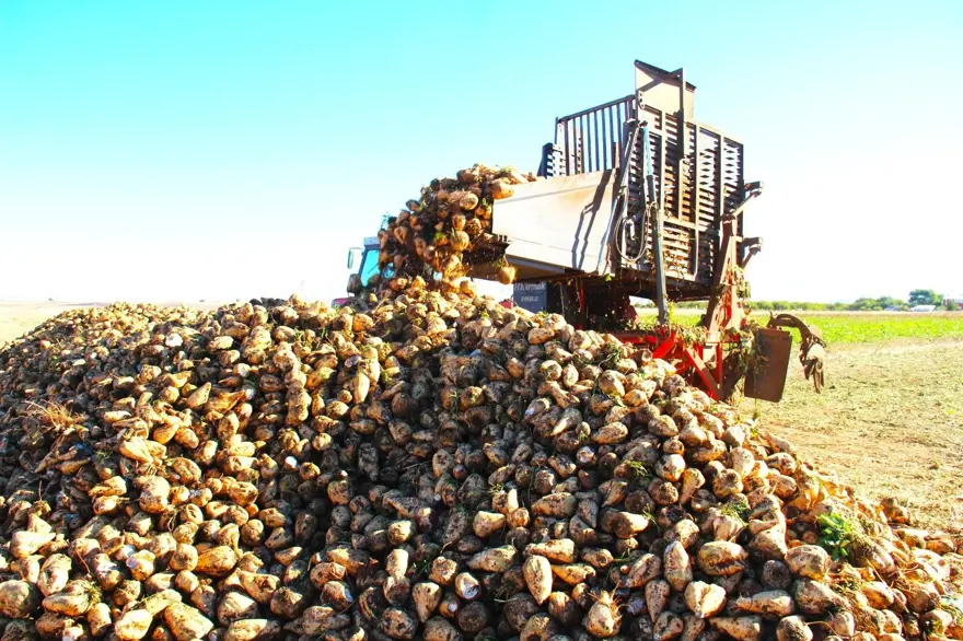 Üreticilerin önemli gelir kapısı: Hasat başladı 2