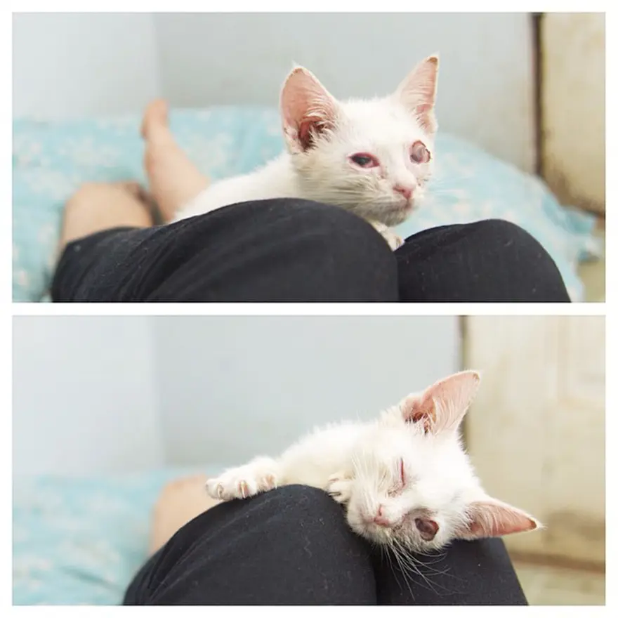 Hayatını kedileri kurtarmaya adadı 148