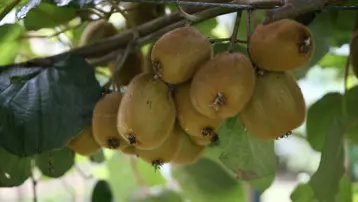 Kilogram fiyatı belli oldu: Kasım ayında hasat yapılacak