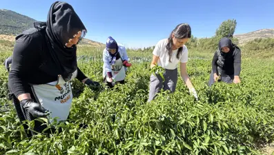 Devlet desteğiyle yetiştiriyorlar: Sebzeleri dönüştürerek gelir elde ediliyor