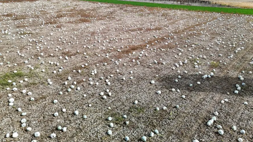 "KABAK ÜRETİMİ ZORDUR" 5