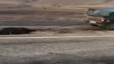 Ölü domuzu aracının arkasında sürükleyen sürücüye ceza