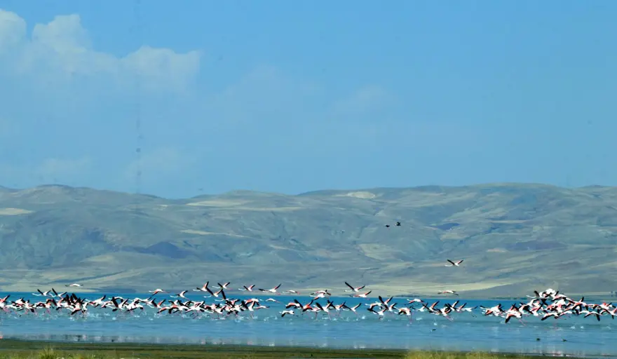 Erçek Gölü'nde flamingo bereketi 2