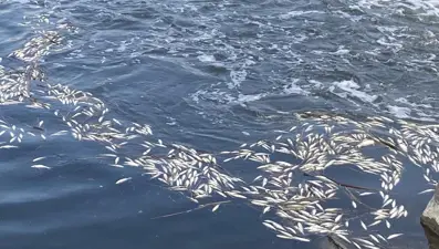 Dicle Nehri'nde balık ölümlerine inceleme