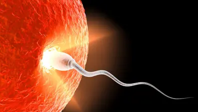 Dünyanın ilk sperm nakli: Devrim niteliğinde bir tedavi olabilir