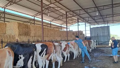 Aydın'da şap hastalığı: 34 mahalle karantinaya alındı