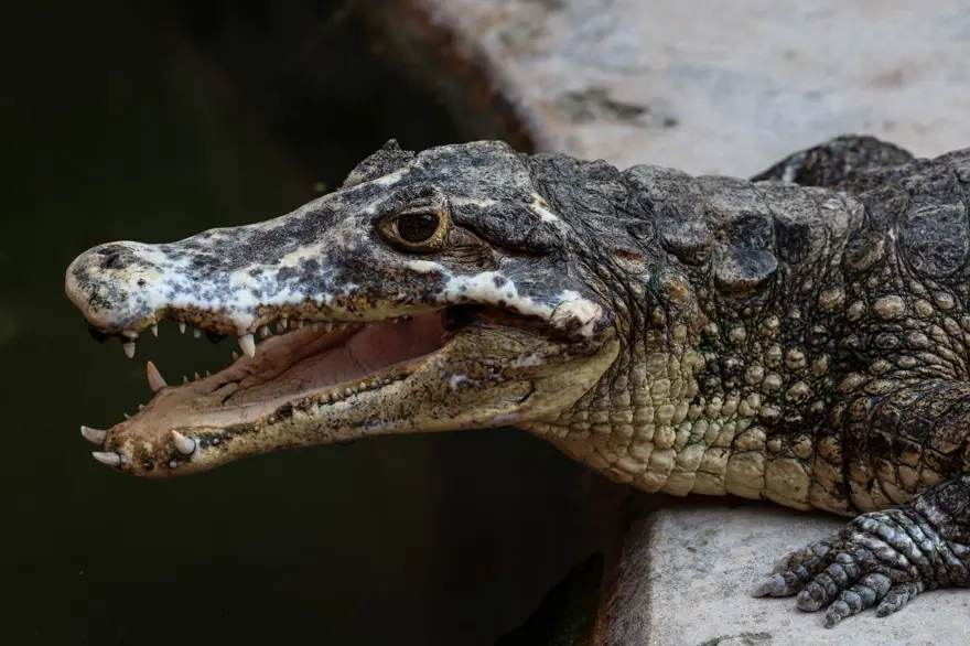 Tayland'da Timsah Çiftliği 3 yıl sonra yeniden açıldı​​​​​​​ 