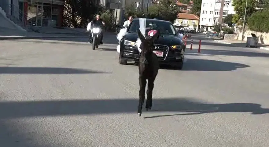 Kütahya'da ilginç görüntüler! "Bak şu sıpanın yaptığına" 2