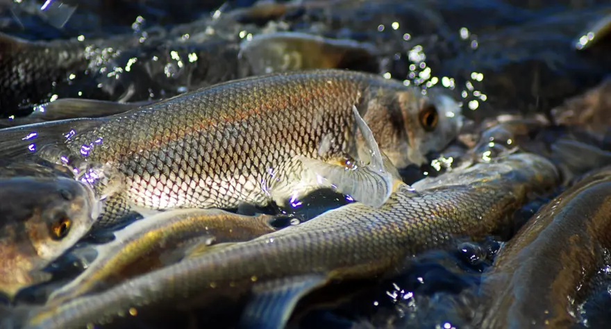Balık fotoğrafı yarışmasında kazananlar belli oldu 13