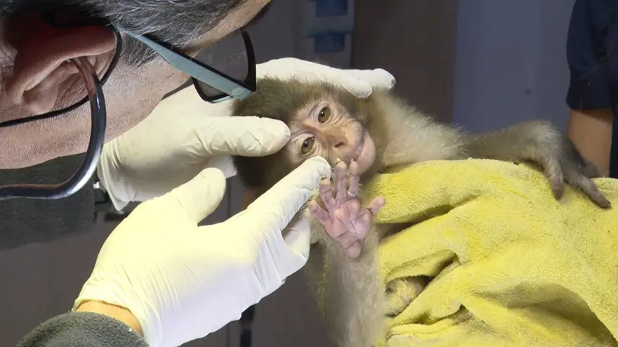 Otogarda şoke eden olay: Kutunun içinden yasaklı maymun çıktı 7