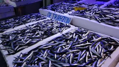 Trabzon'da hamsinin kilogramı 100 liradan satışa sunuldu