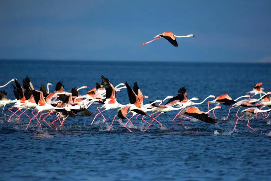 Van Gölü'nde flamingo şöleni 1