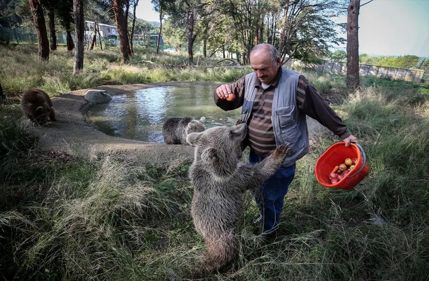 Türkiye'nin tek ayı barınağı Ovakorusu'nun maskotu oldular 10