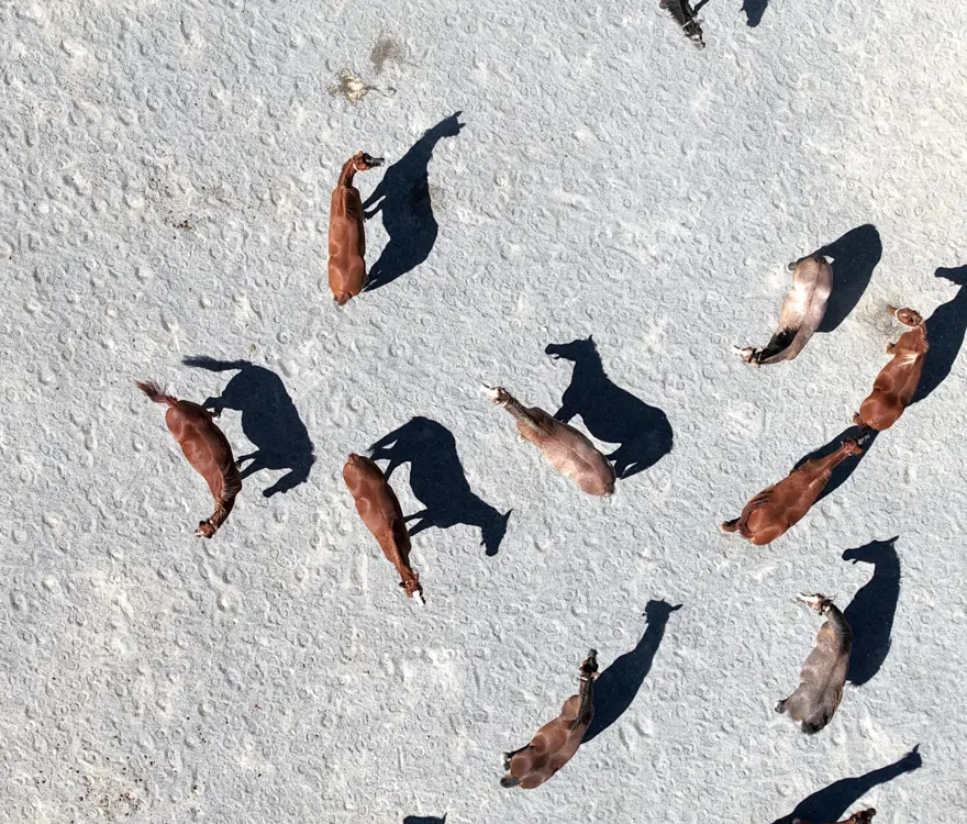 5 yılda 210 milyon lira gelir sağlandı: Açık artırmayla satışa çıkıyor 