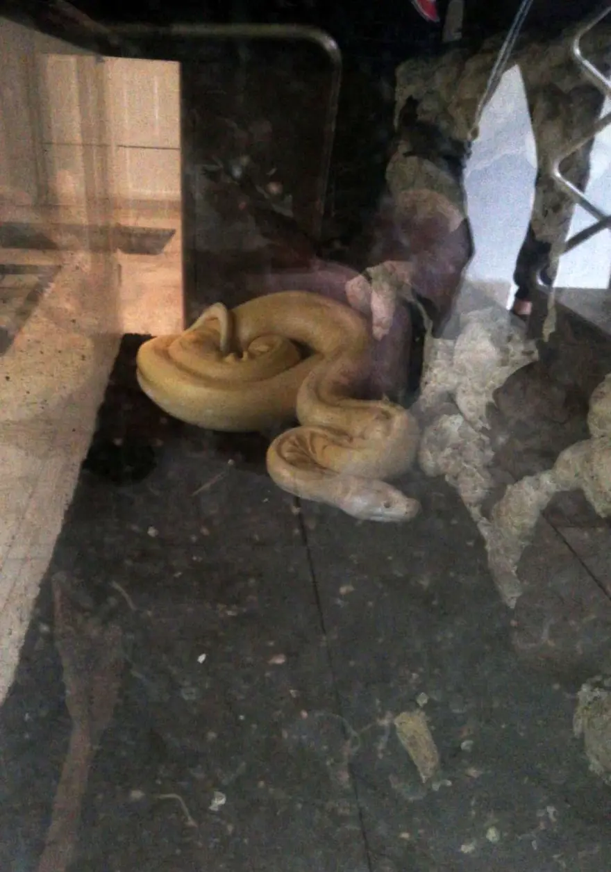 Kiracısına ulaşamayan ev sahibine albino piton sürprizi 2