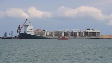 İthal edilen 20 bin angus Samsun Limanı'na ulaştı