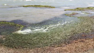 Eğirdir Gölü ölüyor! Kitlesel ölümler başladı