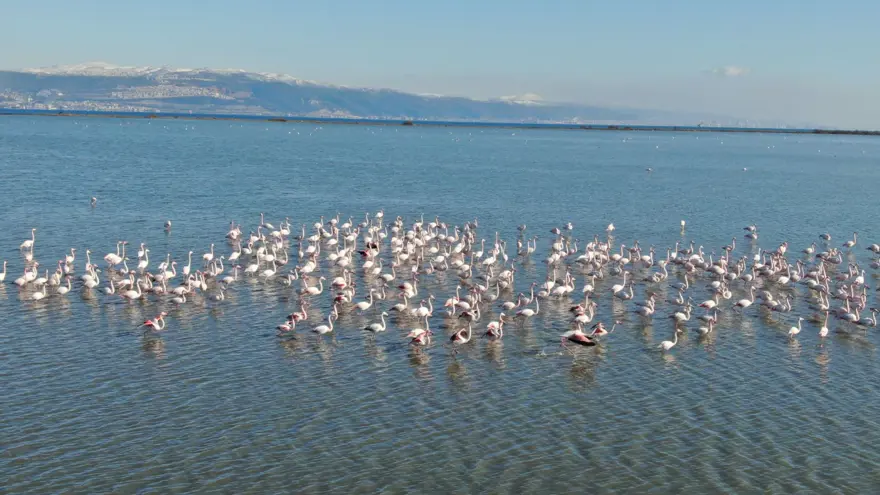 Flamingoların muhteşem kış dansı 11
