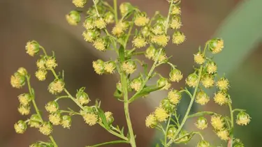 Sıtmayla savaşta rahatlatan gelişme