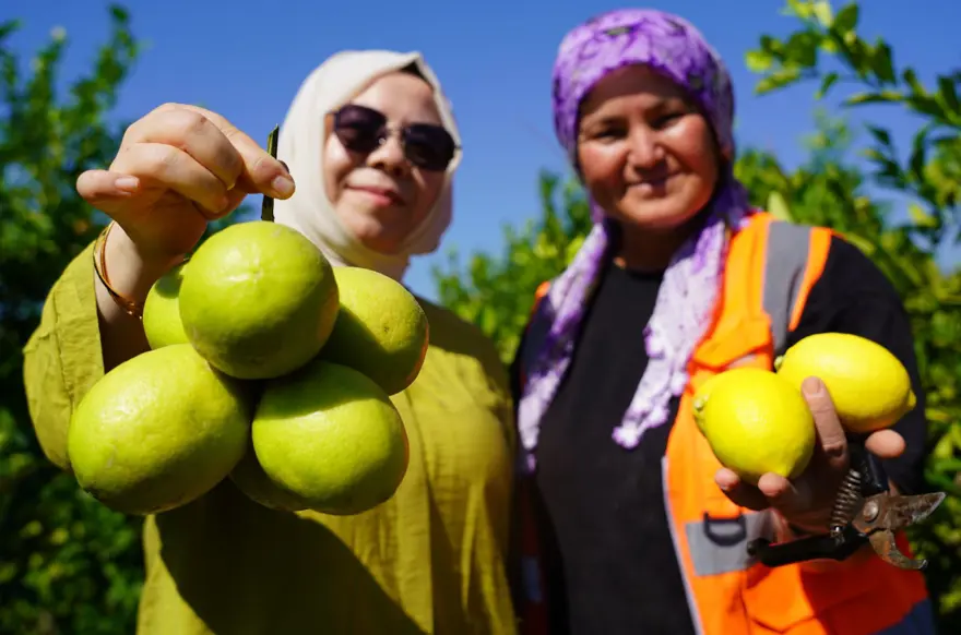 1 milyon tondan fazla üretiliyor! "Lamas" ve "Küt dikenli" dünyanın dört bir yanına gönderiliyor 