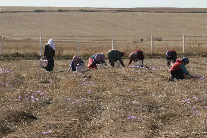 Kilosu 250 bin liradan başlıyor! Kanserden kalp hastalıklarına kadar derman olmadığı dert yok: Köylüler tek tek elleriyle topluyor 1
