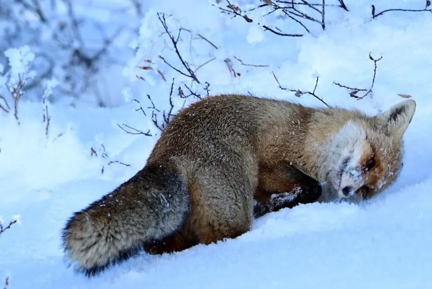 Kendisine verilen etlerin bir kısmını yedi, kalanını da kara gömdü 1