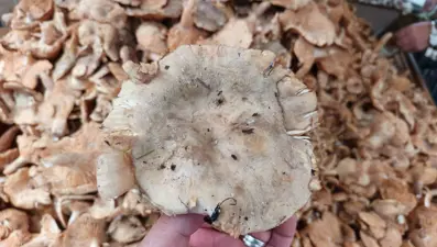 Yağışlı havaların ardından fiyat düştü: Tezgahlarda tirmit bolluğu