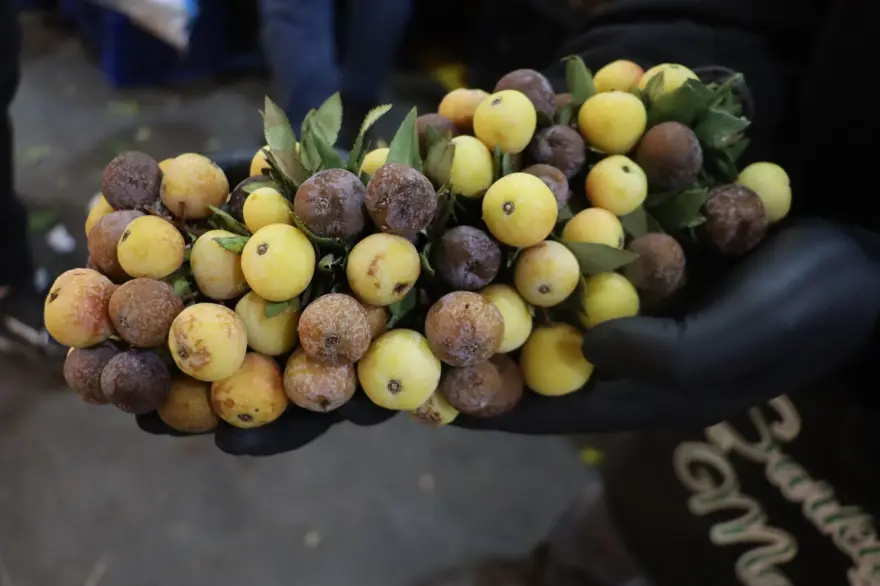 2 yılda bir yetişiyor, pazarda 300 lira: Çürüyünce tüketilen şifa meyvesi 2