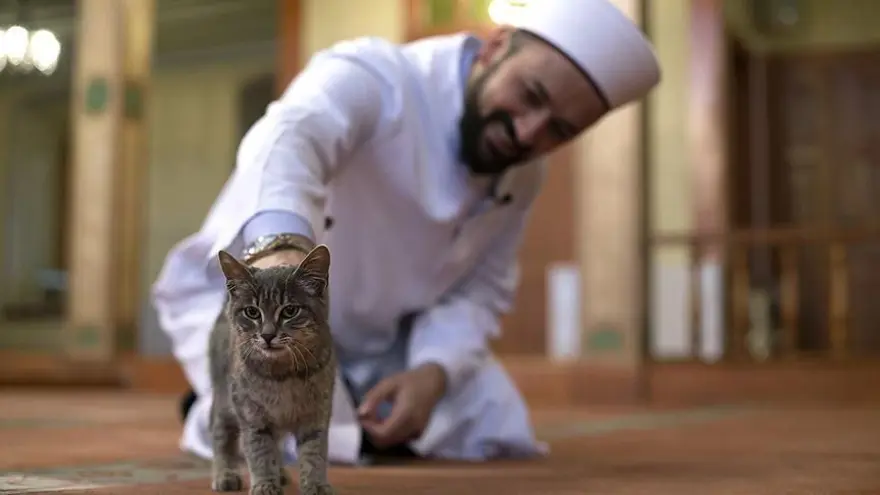 TÜRKİYE VE KEDİLER ARASINDAKİ BAĞ 