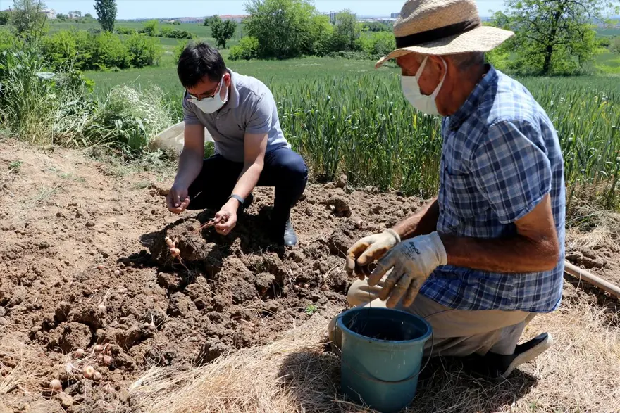 Edirne'de "mucize bitki" diye adlandırılan safranın soğan hasadına başlandı 5
