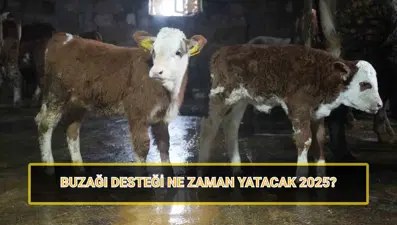Buzağı desteği ödemeleri 2025: 1. dönem buzağı yardımı ödemeleri ne zaman yatacak?