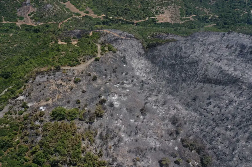 Menderes'teki orman yangınından geriye kalanlar 3