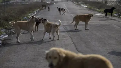 Sokak köpekleri için yeni düzenleme: Uzmanlardan planlı kısırlaştırma önerisi