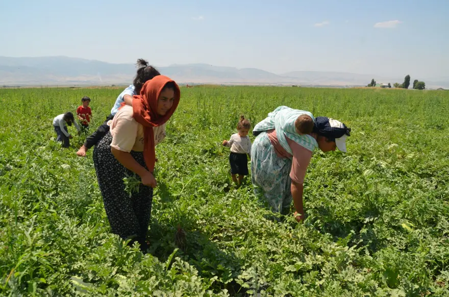 Sıcak havada zorlu mesai: Ev ekonomisine katkı sağlıyorlar Sıcak havada zorlu mesai: Ev ekonomisine katkı sağlıyorlar