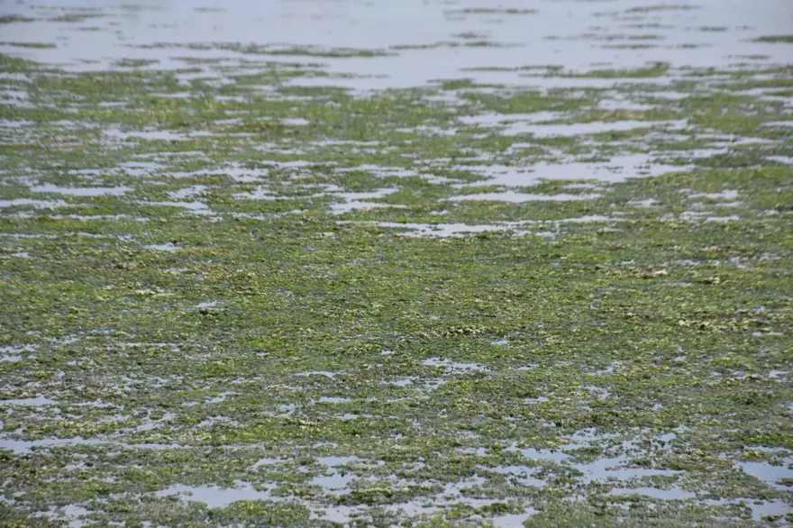 Çakalburnu Lagünü için kritik deniz marulu uyarısı: Son 2 yıldır marullar hiç kalkmadı 7 Çakalburnu Lagünü için kritik deniz marulu uyarısı: Son 2 yıldır marullar hiç kalkmadı 7
