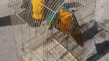 Antalya'da üretimi ve satışı yasak 2 papağana el konuldu
