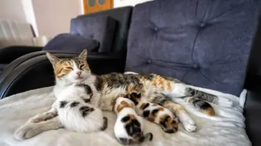 Camide doğan kediler yeni yuvalarına kavuştu