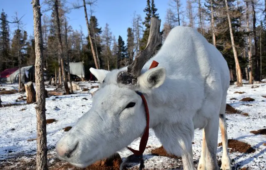 Moğolistan'da ıssızlığın ortasındaki bir avuç Türk: Duhalar 8
