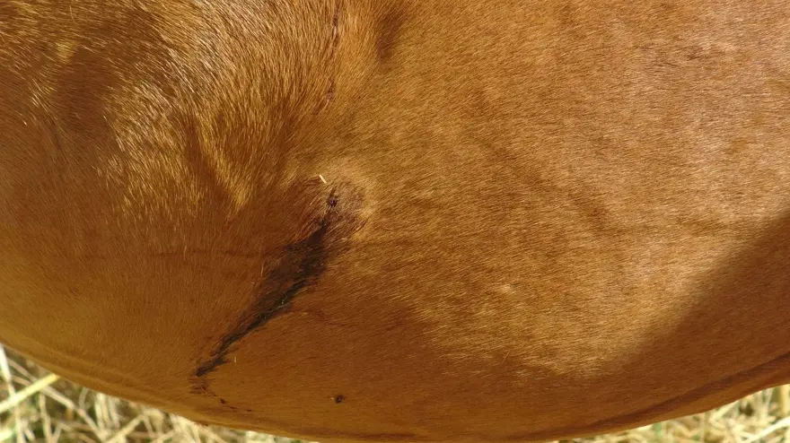 Batman'da ata tüfekli saldırı (Vücudundan 18 saçma çıktı) 5