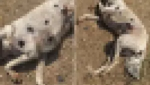 Çanakkale’de vahşet: Köpekleri silahla vurdular